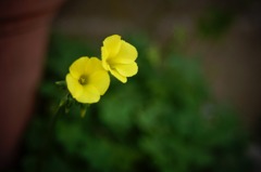 早春の花　2013-02