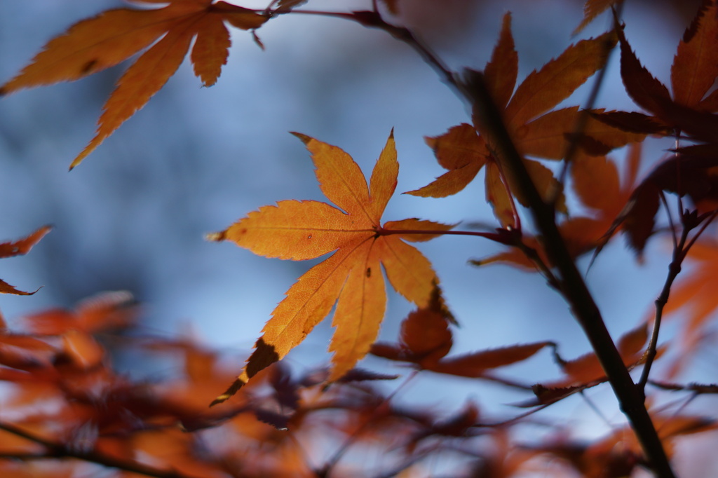 紅葉