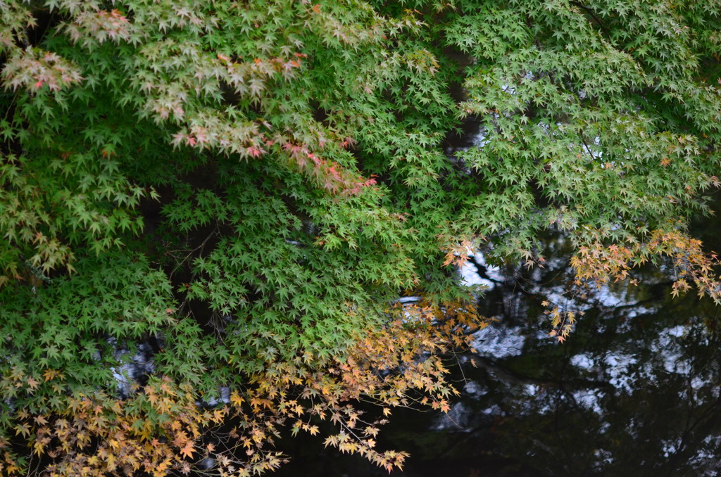 紅葉までもう少し