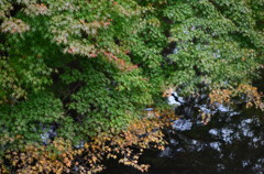 紅葉までもう少し