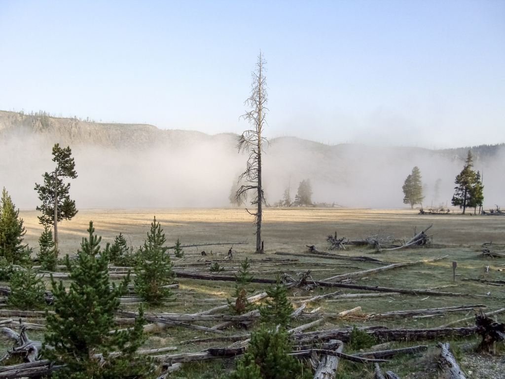 Lone pine tree