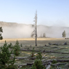 Lone pine tree