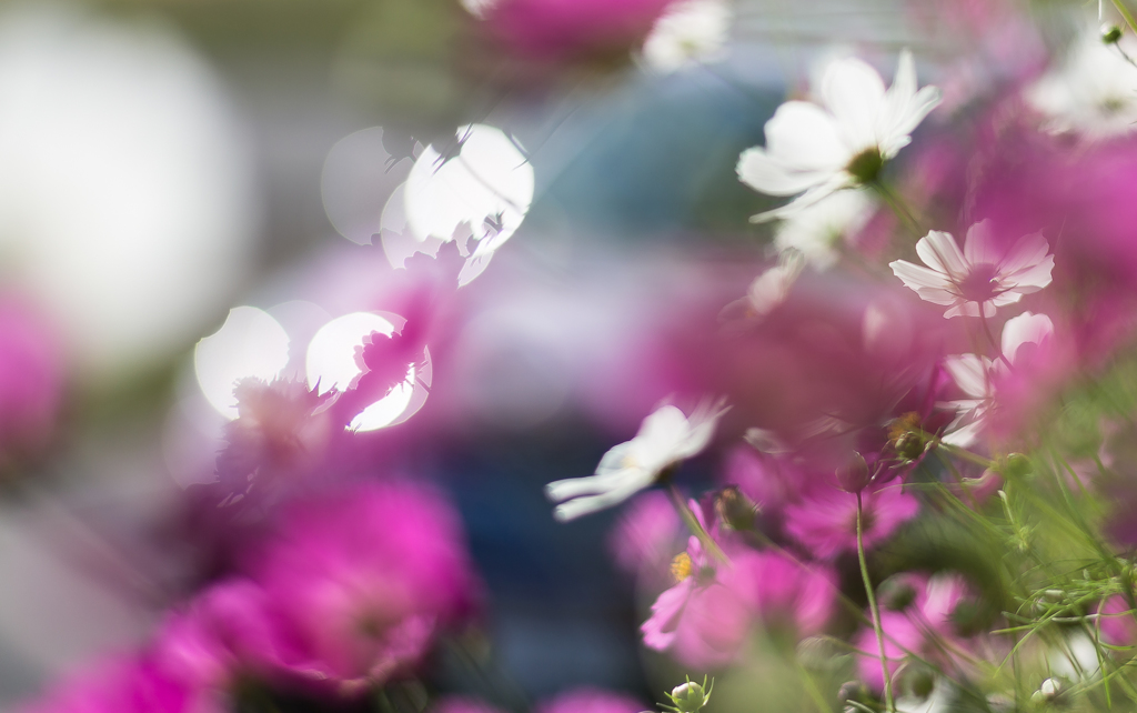 押し花