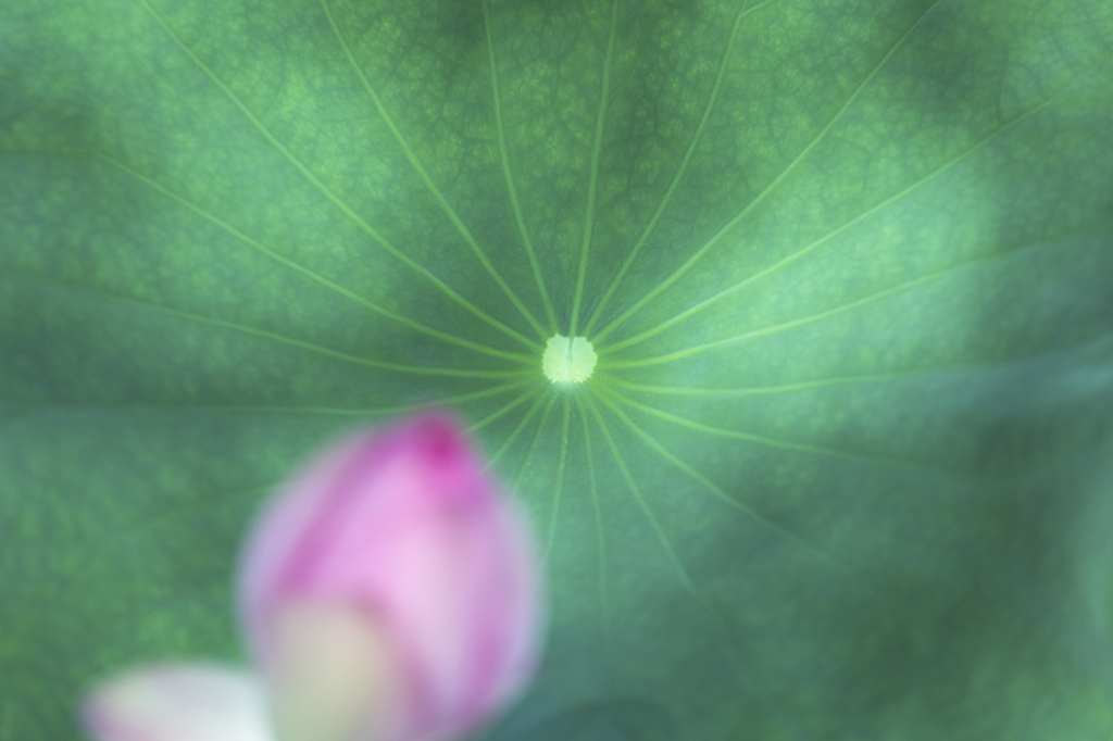 Radial Green