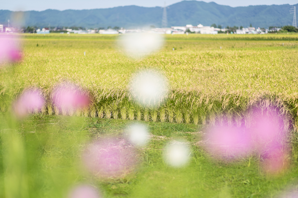 秋風にそよぐ