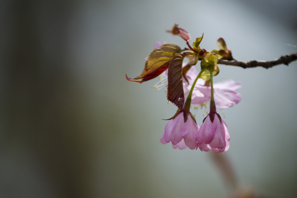 山中桜花
