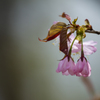 山中桜花