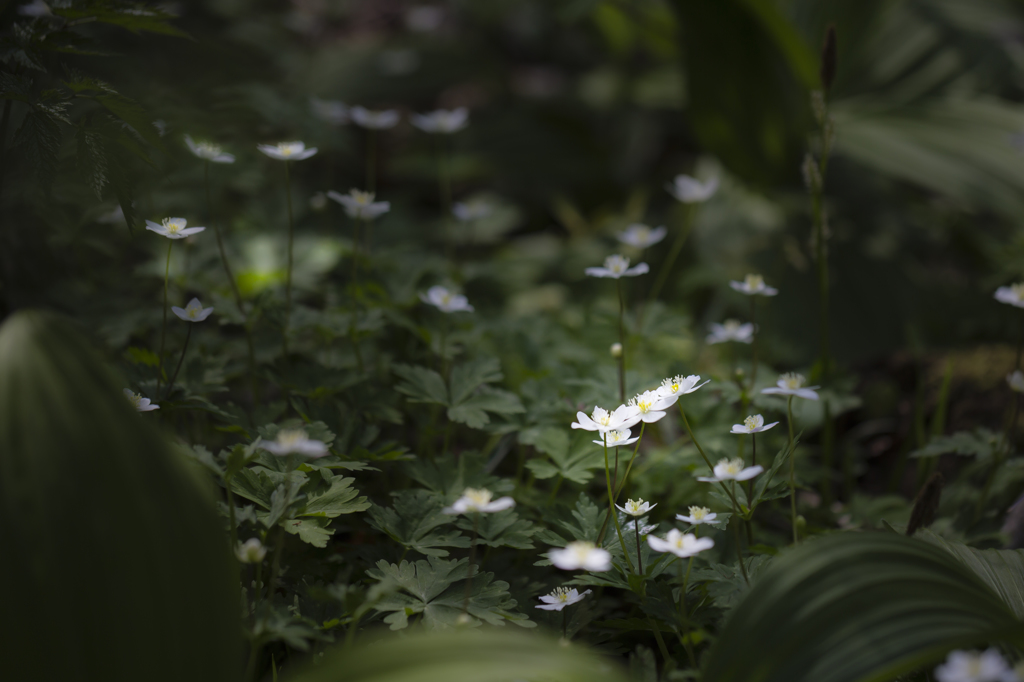 蔵王山麓にて
