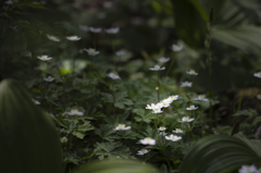蔵王山麓にて