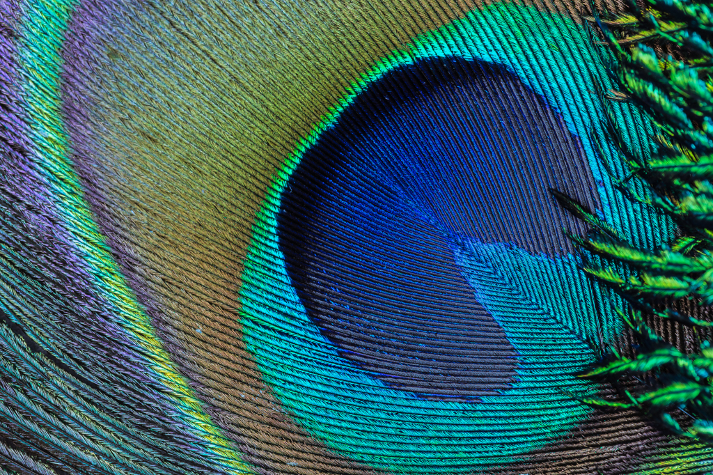 「 Peacock Eye 」