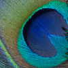 「 Peacock Eye 」