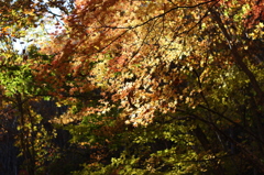 紅葉