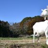 たそがれ屋さん