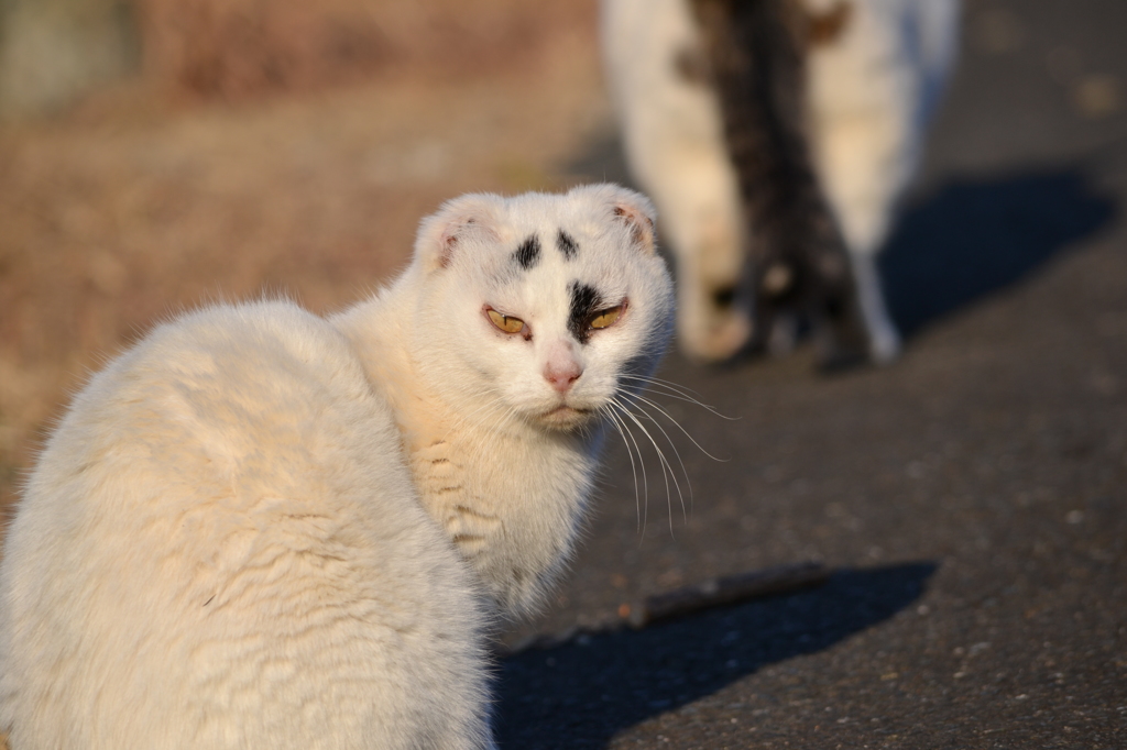 野生の本能