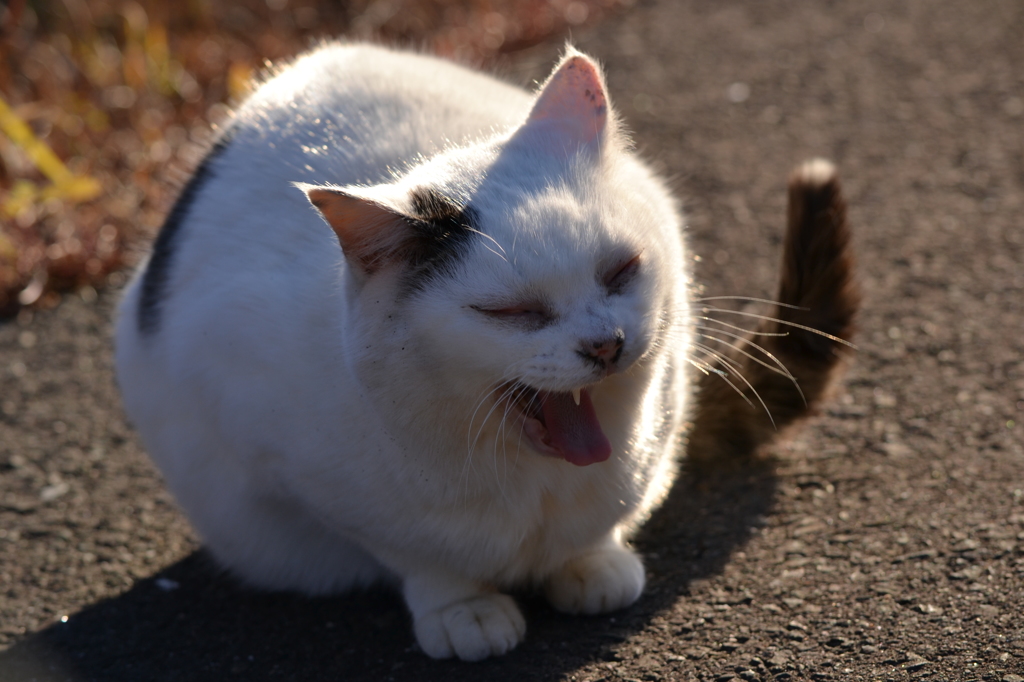 ひなたぼっこ