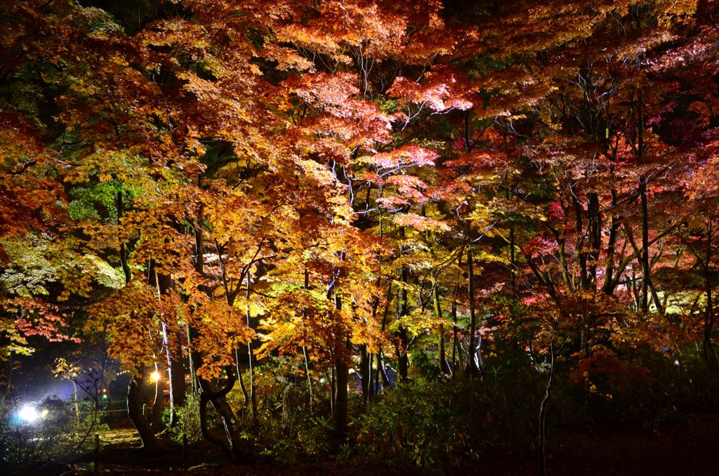 長岡の秋　5