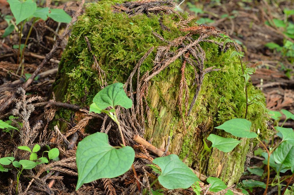 コダマが出そう