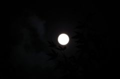 ただの満月