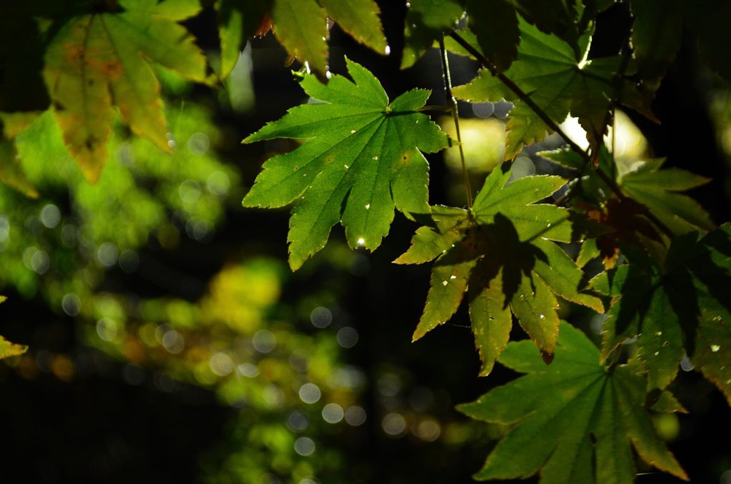 雨雫と紅葉影