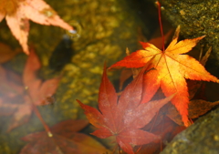 水の中の秋
