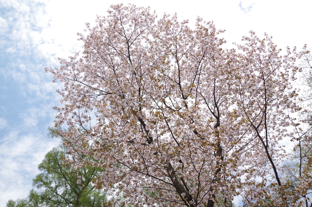 桜×空