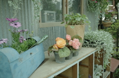 窓辺の花