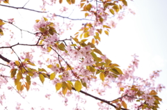 葉桜