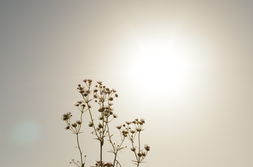 手向けの花