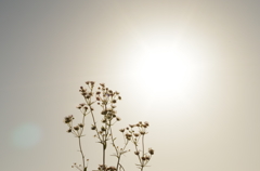 手向けの花