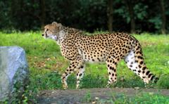 チーター