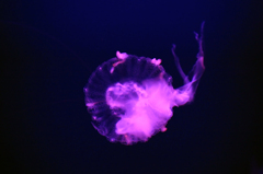 深海