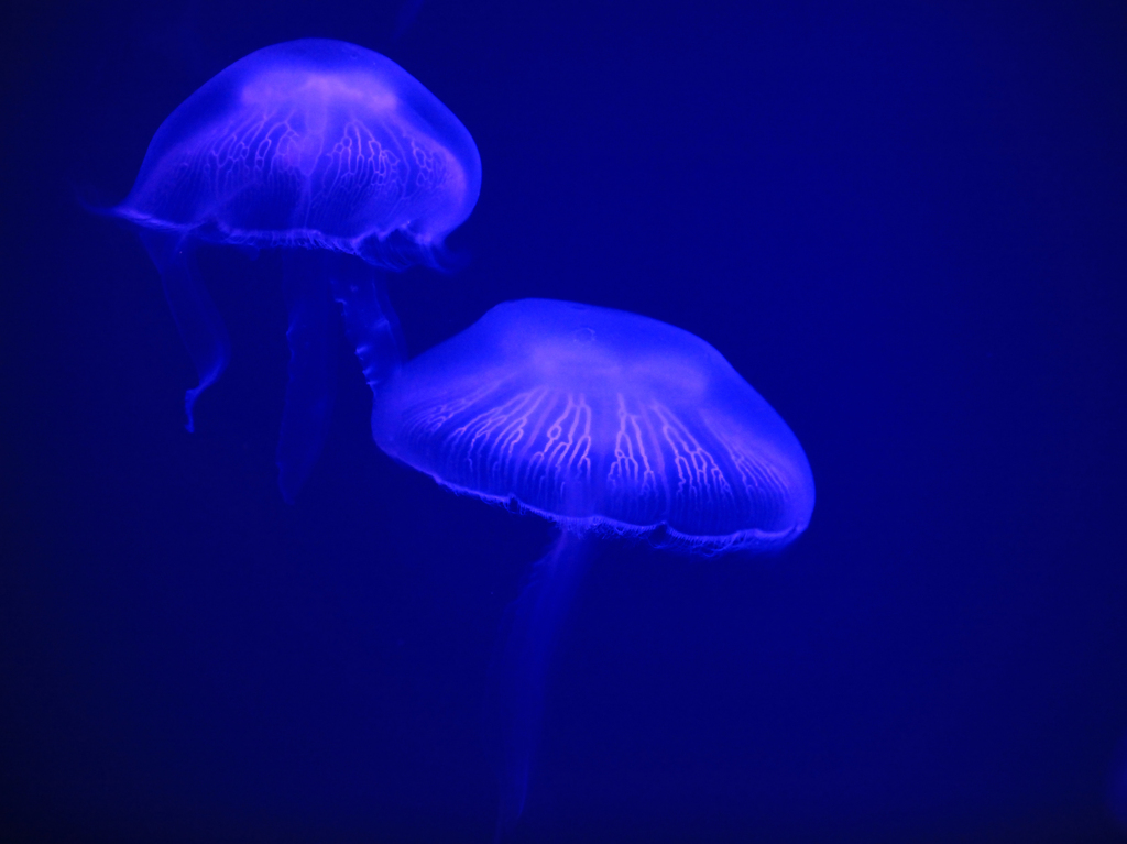海月