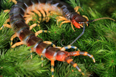 Scolopendra viridicornis nigra