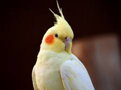 インコ