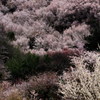 山桜花