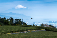 日本のお茶