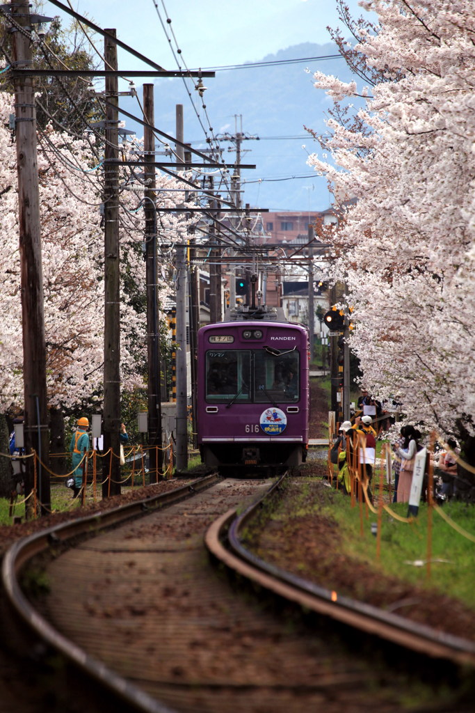 桜のトンネル