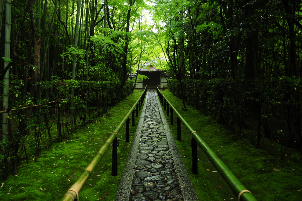 雨の参道