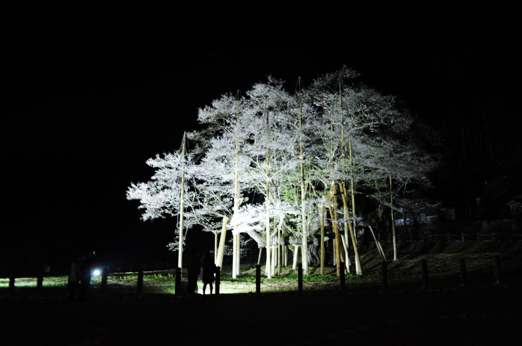 孤高の桜Ⅱ