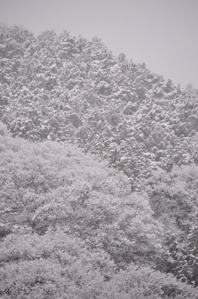 雪の花