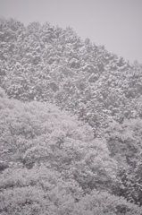 雪の花
