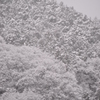 雪の花