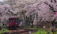 長良川旅情