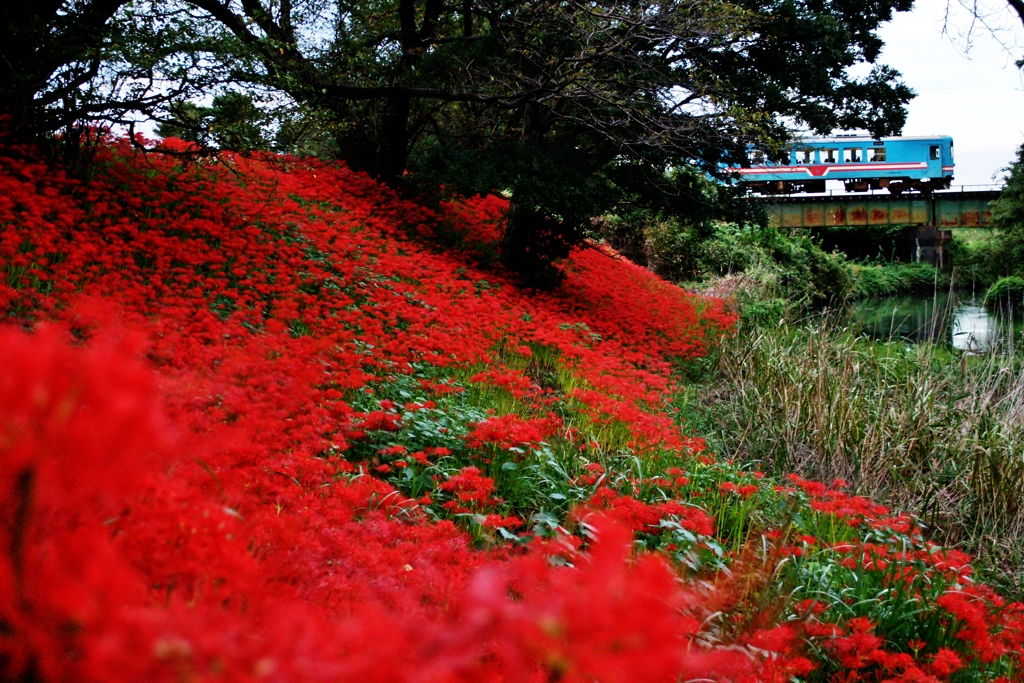 紅の絨毯