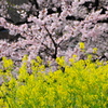 春風ふわり