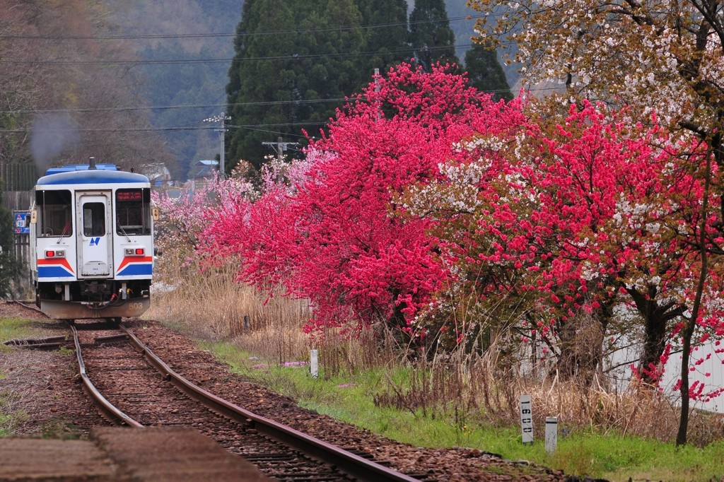 長良川旅情　Ⅱ