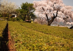 茶畑と