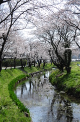 桜トンネル