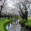 桜トンネル