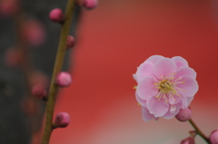 花弁とつぼみ